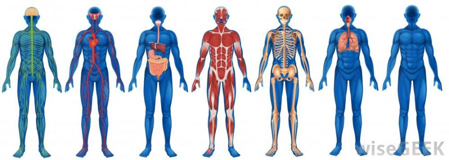 Inside+the+Classroom%3A+Anatomy+and+Physiology