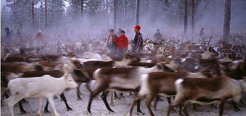 The Sami: The Reindeer Herders of the North