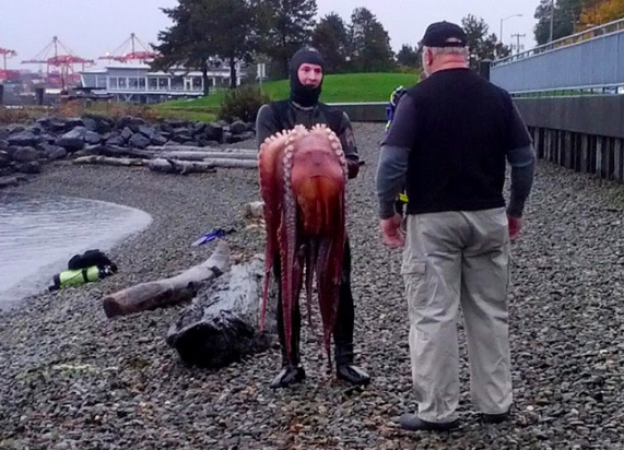 Diver with a Giant Pacific Octopus confronts by a local environmentalist diver