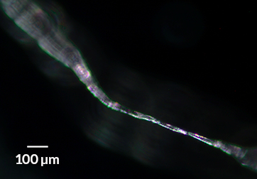 Microplastics can be Carried Through Wind