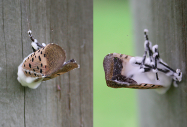 What’s Happening with the Spotted Lanternfly?